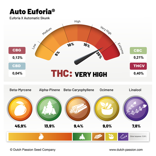 Auto Euforia Terpenes and cannabinoids